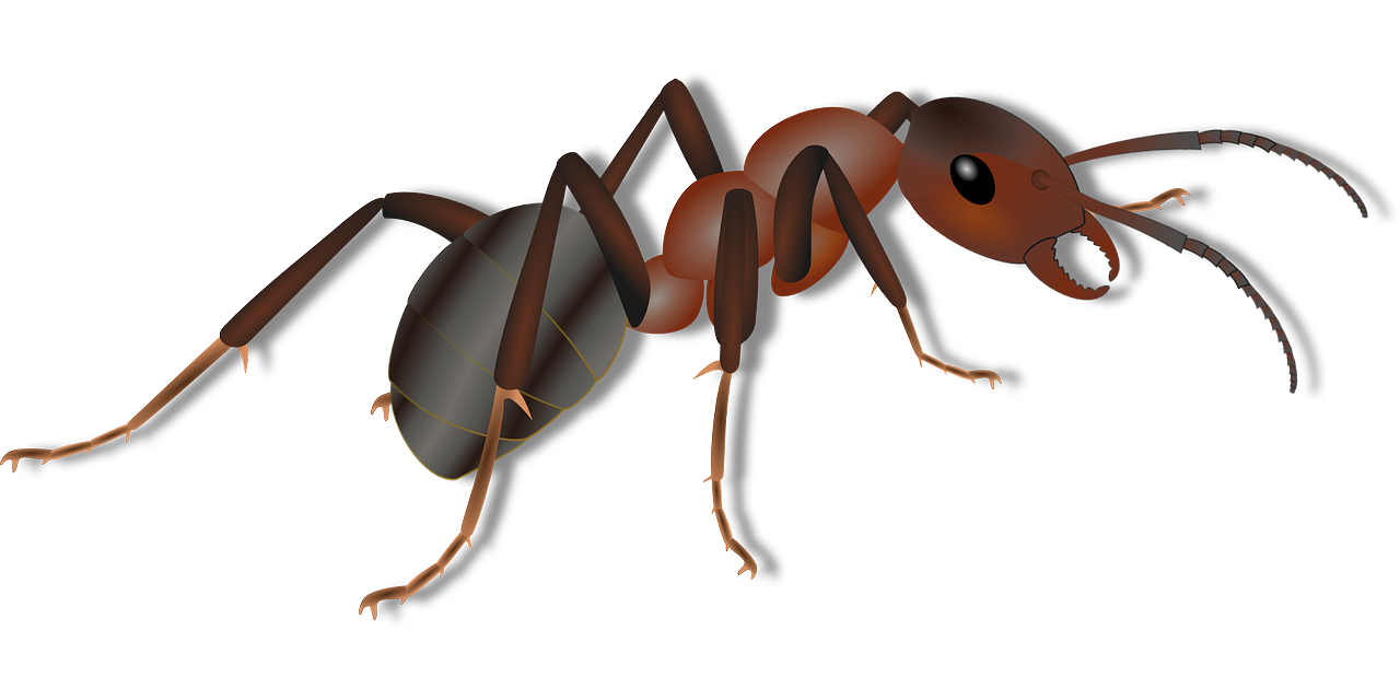  alanya Ant Распыление